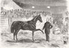 HORSES. Cruiser after Rarey's Treatment 1858 old antique vintage print picture