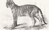 INDIA. Junglar fighting tiger of King Awadh 1859 old antique print picture