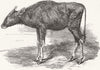 COWS. The gaour calf 1859 old antique vintage print picture
