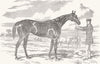 SURREY. Blink bonny winner of Derby & Oaks 1857 old antique print picture