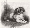 CHINA. Looty, little dog found, Summer Palace, Beijing 1861 old antique print