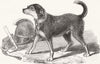 DISASTERS. Fire-escape-man's dog Bill 1857 old antique vintage print picture
