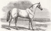 BUENOS AIRES. Tam O' Shanter, crack racer of  1851 old antique print picture