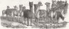 LANCS. Alpacas, Knowsley Menagerie 1851 old antique vintage print picture