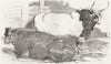COWS. Scotch polled--1st prize; Pure Italian Bull 1851 old antique print