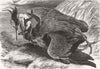 FISH. Fight between Heron & Eel 1869 old antique vintage print picture