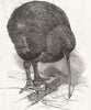 NEW ZEALAND. Apteryx(Kiwi) 1851 old antique vintage print picture
