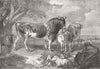 SHEEP. Cattle piece 1859 old antique vintage print picture