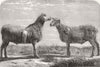 COWS. Farm show, Poissy. Cotswolds; Berrichons 1862 antique print picture