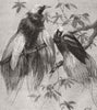 BIRDS. Birds of Paradise 1862 old antique vintage print picture