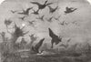 BIRDS. Wild-duck shooting 1857 old antique vintage print picture