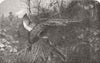 BIRDS. Pheasant-Shooting 1857 old antique vintage print picture