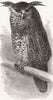 BIRDS. The oriental eagle owl 1878 old antique vintage print picture