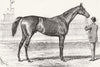 HORSES. Jester, winner of Cesarewitch 1878 old antique vintage print picture
