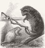 ANIMALS. Hairy prehensile-tailed porcupines 1878 old antique print picture