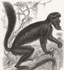 MONKEYS. Bearded saki 1878 old antique vintage print picture