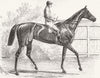 SUSSEX. Kincsem, winner of Goodwood cup 1878 old antique vintage print picture