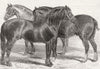 SOMT. Horses, Royal farmers Show, Taunton 1875 old antique print picture