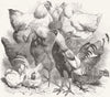 BIRDS. Prize Poultry 1869 old antique vintage print picture