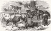 ANIMALS. Dwarf African Ponies, Bretonne cows & sheep 1860 old antique print