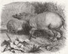 ANIMALS. Babirussa  1860 old antique vintage print picture