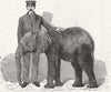 ELEPHANTS. Jingo, young African elephant 1882 old antique print picture