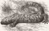 MEXICO. Poisonous lizard(Heloderma Horridum) 1882 old antique print picture