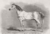 HORSES. Peek's Arab Selim, Metropolitan horse show 1870 old antique print