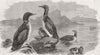 BIRDS. Divers 1870 old antique vintage print picture