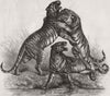 ANIMALS. Group of Tigers fighting 1870 old antique vintage print picture