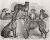 BERKS. Deerhounds from Windsor Gt Park 1870 old antique vintage print picture