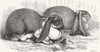 RABBITS. Prize, Boston show 1875 old antique vintage print picture