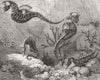 SHORT-NOSED SEAHORSE. Hippocampus Brevirostris 1859 old antique print picture