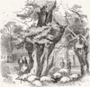 HYDE PARK. Thunderstorm-Sheep killed by lighting 1859 old antique print