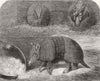 ANIMALS. Armadillo  1865 old antique vintage print picture