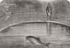 ANIMALS. The Porpoise 1865 old antique vintage print picture