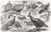BIRDS. Indian pheasants 1858 old antique vintage print picture