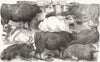 COWS. Hereford, Devon, Shorthorn, Cow, Ox 1856 old antique print picture