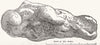 AUSTRALIA. Gold nugget. Weight 27 lb 6 oz 1852 antique print picture