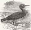 LINCS. Solan Gannet, shot near Boston 1854 old antique vintage print picture