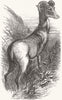 PAKISTAN. Sheep of Punjab, garden zoo, Regent's Park 1854 old antique print