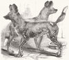LONDON. Cape hunting dogs, Gdns zoo, Regent's Park 1854 old antique print