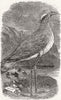 HACKNEY MARSHES. Cream-courser(Cursorius Europaeus) 1858 old antique print