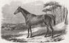 HORSES. Fair Nell, Irish mare beat Pacha's Arab 1856 old antique print picture