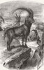 GOATS. Bouquetin, Steinbock(Capra Ibex, Lin) 1859 old antique print picture