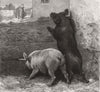 PIGS. Expectation 1871 old antique vintage print picture