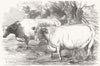 COWS. Short-horns-prize £15 Richard Booth; - 1853 old antique print picture