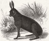 SUFFOLK. Black hare shot in Suffolk 1847 old antique vintage print picture