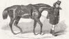 ROYALTY. Duke's horse, led, his groom 1852 old antique vintage print picture