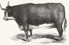 HEREFORD. L Meire's 3 years & 11 1 2 months ox 1842 old antique print picture